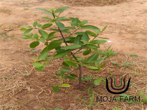 มะดัน Madan