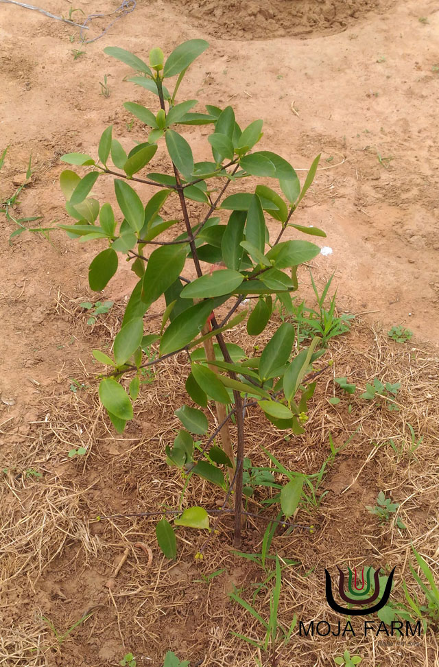 มะดัน Madan