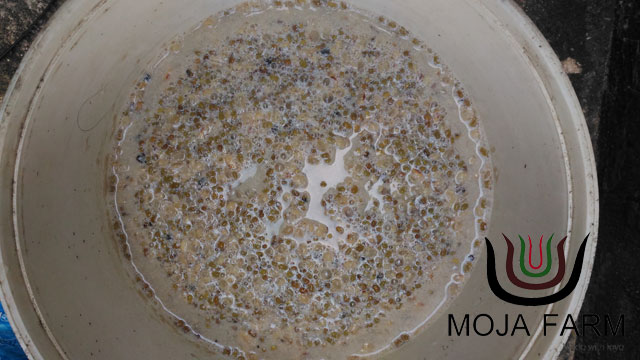 จุลินทรีย์สังเคราะห์แสง