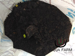 ขี้วัวหมักจุลินทรีย์สังเคราะห์แสง