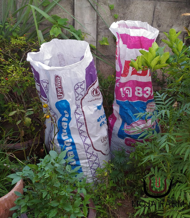 ขี้วัวหมักจุลินทรีย์สังเคราะห์แสง