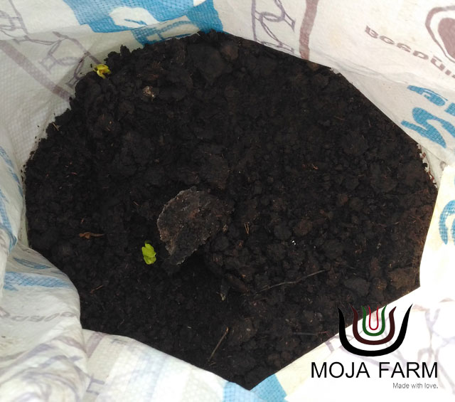 ขี้วัวหมักจุลินทรีย์สังเคราะห์แสง